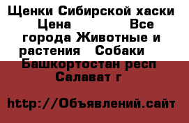 Щенки Сибирской хаски › Цена ­ 18 000 - Все города Животные и растения » Собаки   . Башкортостан респ.,Салават г.